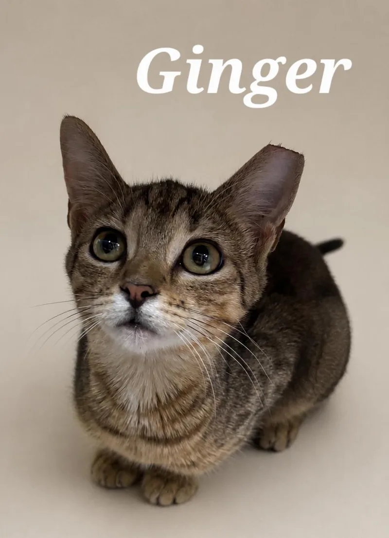 A baby small-sized female Tabby (Brown / Chocolate) Tabby cat named Ginger for adoption in Monroeville, PA