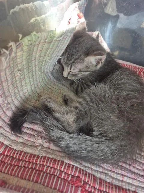 A baby small-sized male Domestic Short Hair cat named Woods for adoption in San Antonio, TX