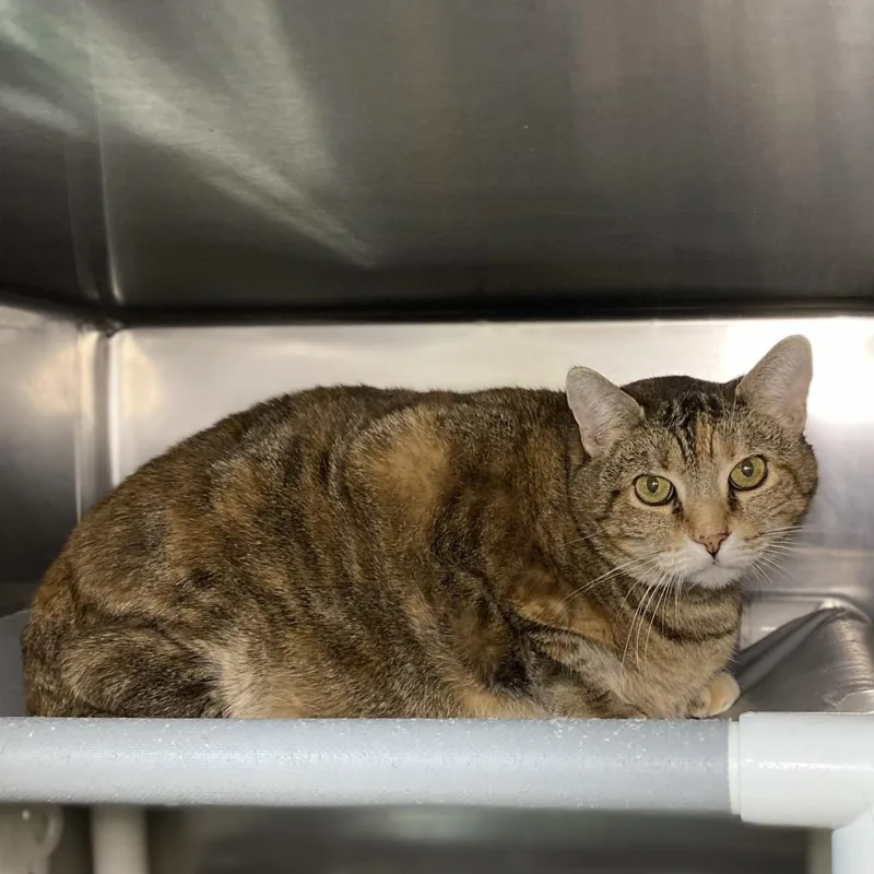 A senior extra large-sized female Orange / Red Domestic Short Hair cat named Ling for adoption in Palm Springs, CA