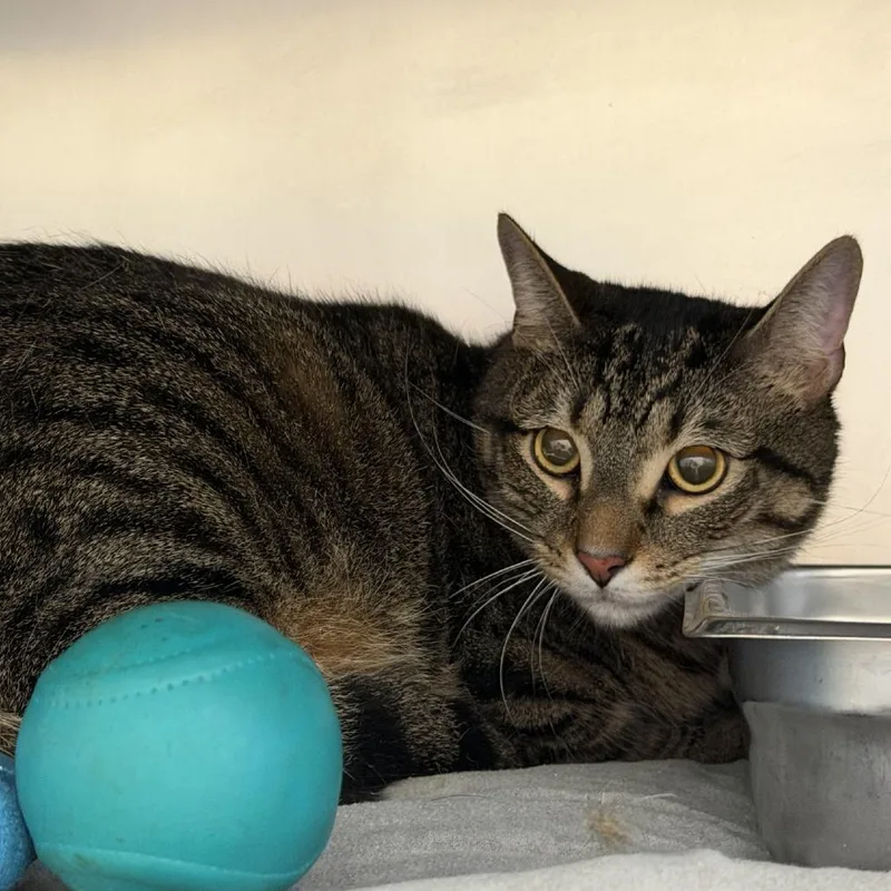 An adult medium-sized male Brown / Chocolate Domestic Short Hair cat named Graphite for adoption in Gloucester, VA