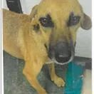 A young medium-sized female Brown / Chocolate Mixed Breed dog named Fawn for adoption in West Palm Beach, FL