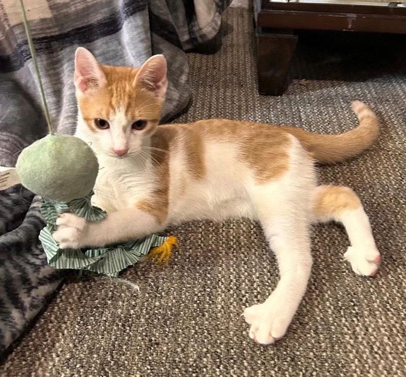 A young medium-sized male Domestic Short Hair cat named Ollie for adoption in Cromwell, KY