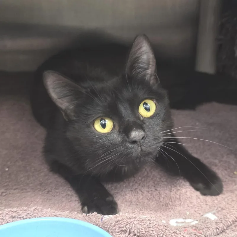 An adult medium-sized female Black Domestic Short Hair cat named Tootsie Pop for adoption in Fort Wayne, IN