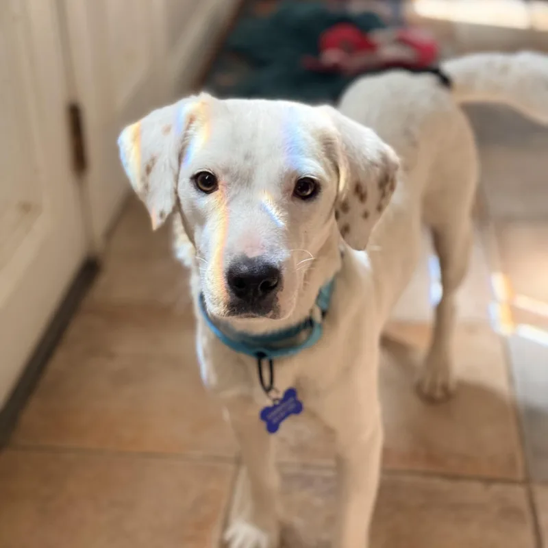 An adult medium-sized female Apricot / Beige Beagle dog named Lilly for adoption in Columbia, MD