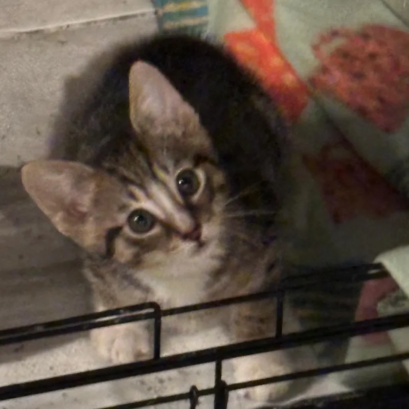 A baby small-sized male Gray / Blue / Silver Domestic Short Hair cat named Meeko for adoption in La Grange, KY