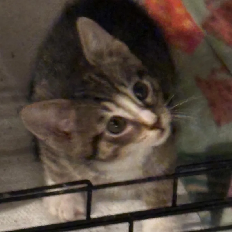 Meeko thumbnail 2