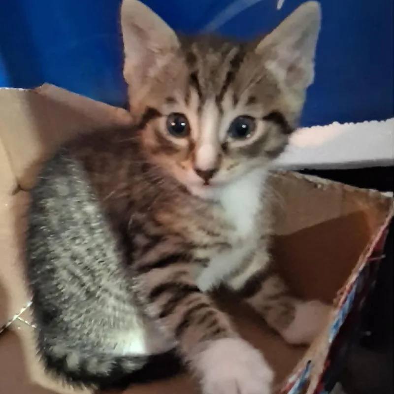 Meeko thumbnail 3
