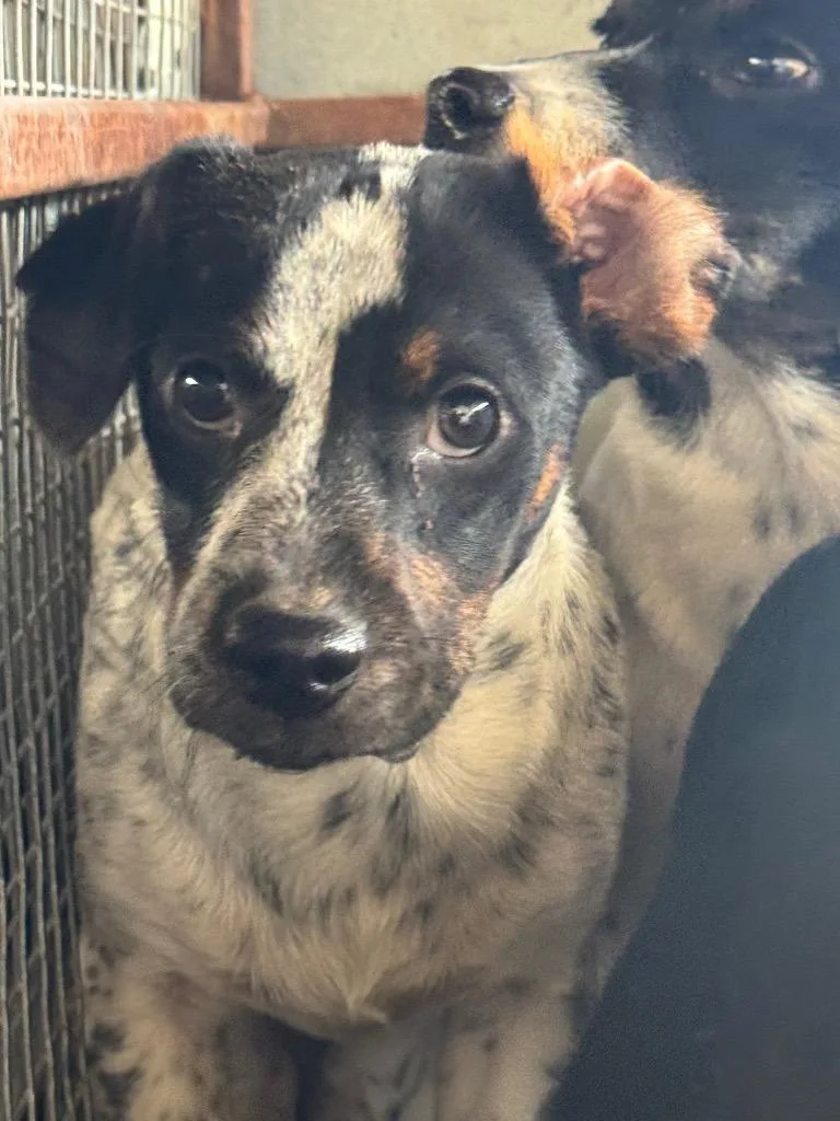 A baby small-sized male Australian Cattle Dog / Blue Heeler dog named James for adoption in Belton, TX