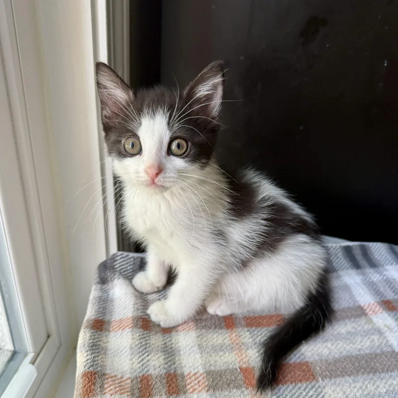 A baby small-sized female Domestic Short Hair cat named Crash for adoption in Fishers, IN