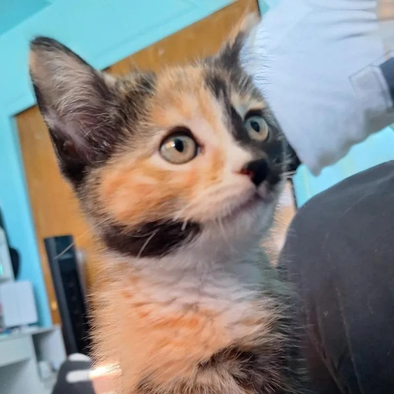 A young small-sized female Calico Domestic Short Hair cat named Amberlyn Aka Honey Bunch for adoption in Grantsville, UT