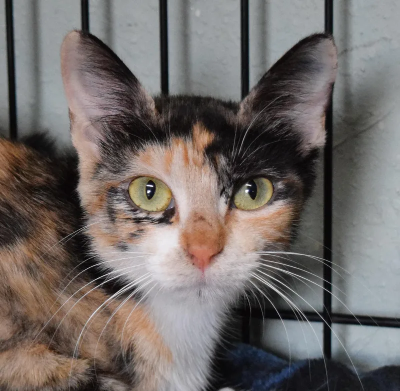 A young medium-sized female Calico Domestic Short Hair cat named Linnea for adoption in Bulverde, TX