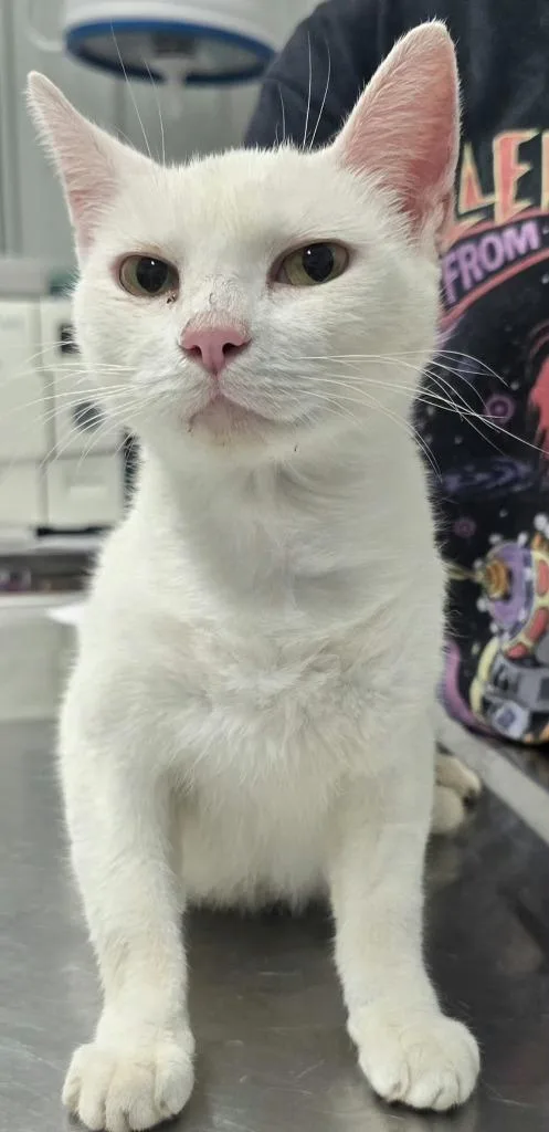 An adult small-sized female Domestic Medium Hair cat named Catnis for adoption in Hillsdale, IN
