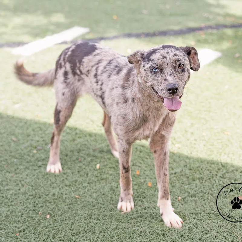 An adult medium-sized female Brown / Chocolate Catahoula Leopard Dog dog named Scout for adoption in Portland, OR