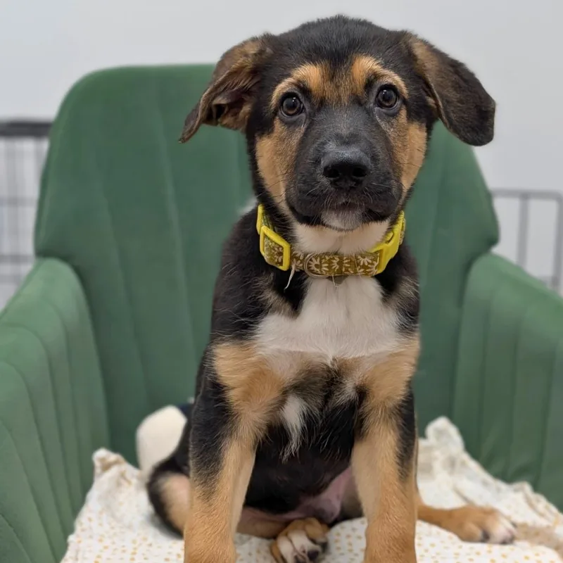 A baby small-sized male Black Australian Shepherd dog named Marlin for adoption in Covington, GA