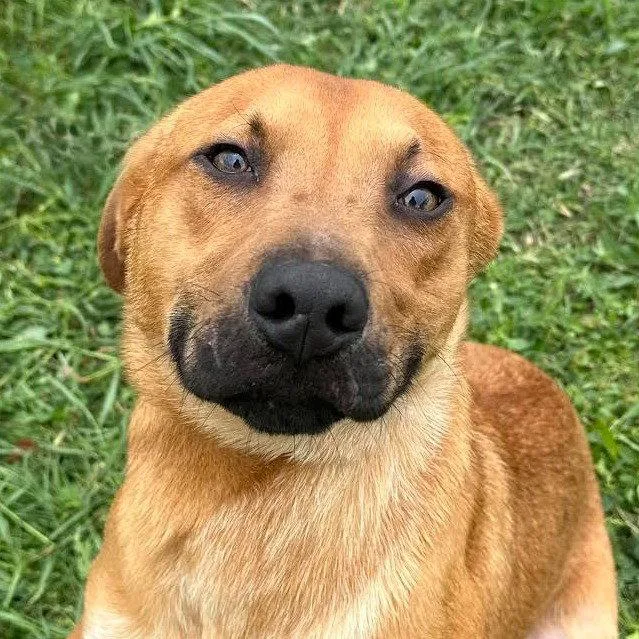 A young medium-sized male Shepherd dog named Bentley for adoption in Bloomfield, CT