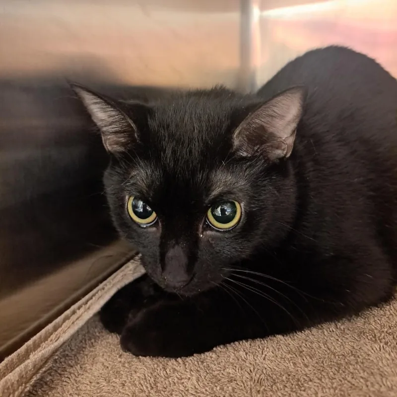 A young medium-sized female Black Domestic Medium Hair cat named Waffle Fries for adoption in Pensacola, FL