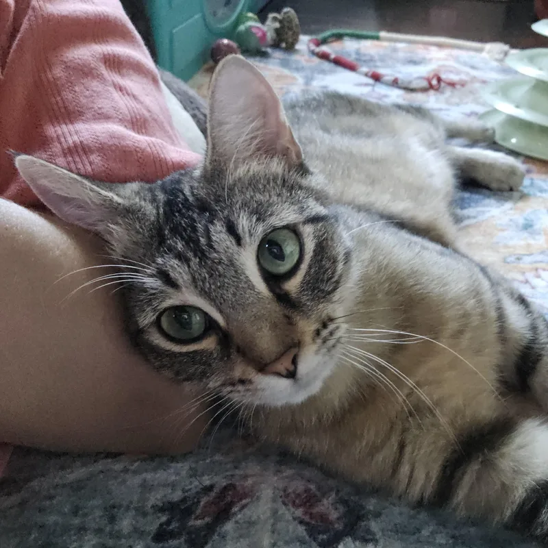 A young medium-sized female Domestic Short Hair cat named Quill for adoption in Fort Worth, TX