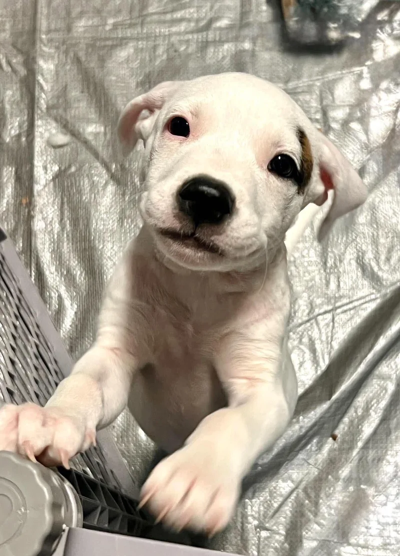 A baby medium-sized male Pit Bull Terrier dog named Nelson for adoption in Semmes, AL