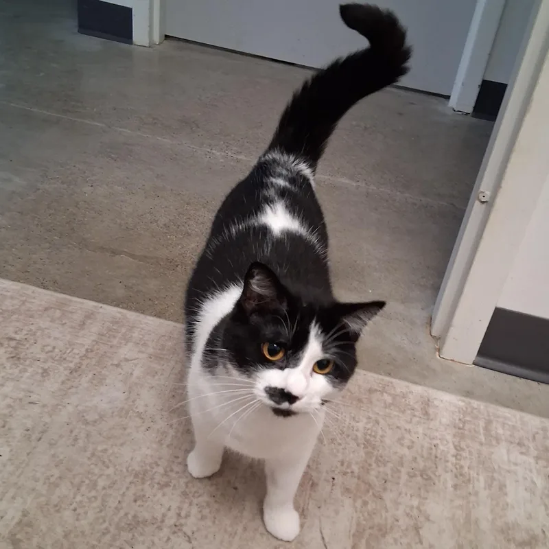 An adult medium-sized female Black & White / Tuxedo Domestic Short Hair cat named Olive for adoption in Northfield, MN