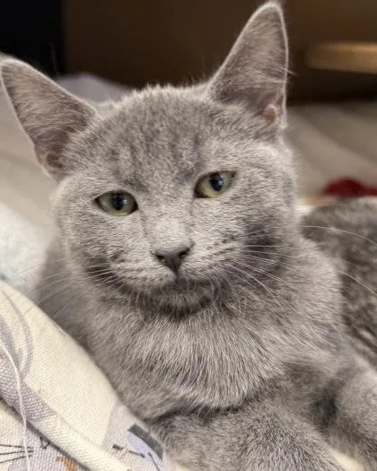 A baby small-sized female Domestic Short Hair cat named Cataleya for adoption in Hamilton, NJ