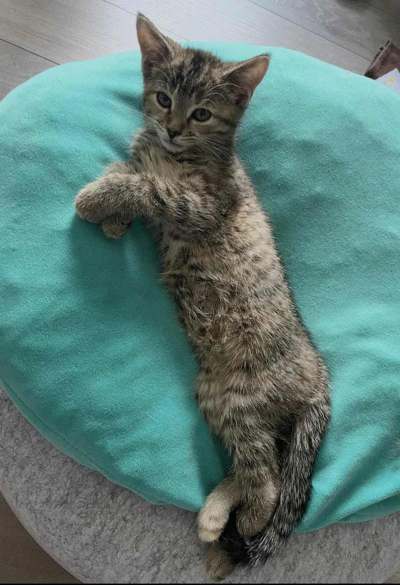 A baby medium-sized female Tabby cat named Rue for adoption in Cuyahoga Falls, OH