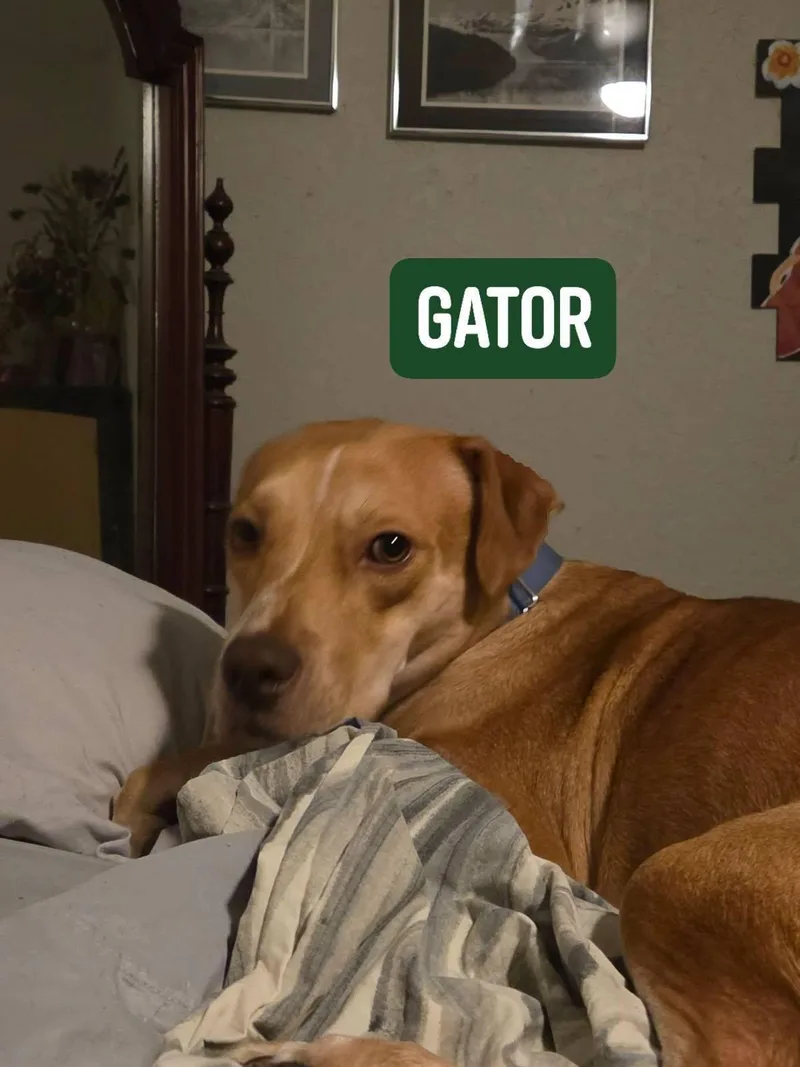 Gator thumbnail 3
