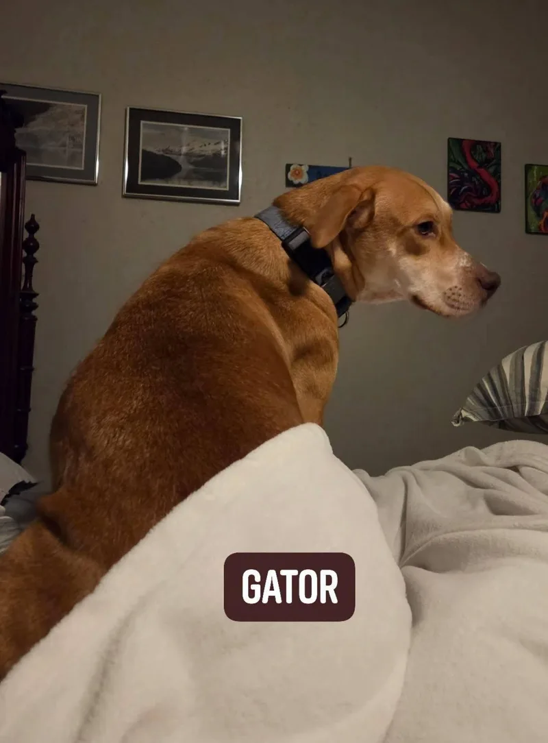 Gator thumbnail 5