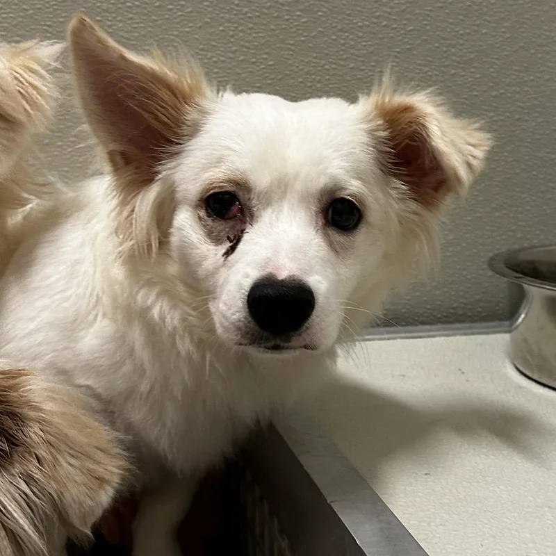 A baby small-sized male White / Cream Mixed Breed dog named Miracle Whip for adoption in Hinsdale, IL