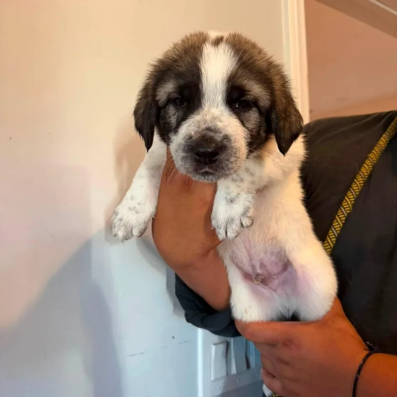 A baby large-sized male White / Cream Anatolian Shepherd dog named Momo for adoption in Agua Dulce, CA