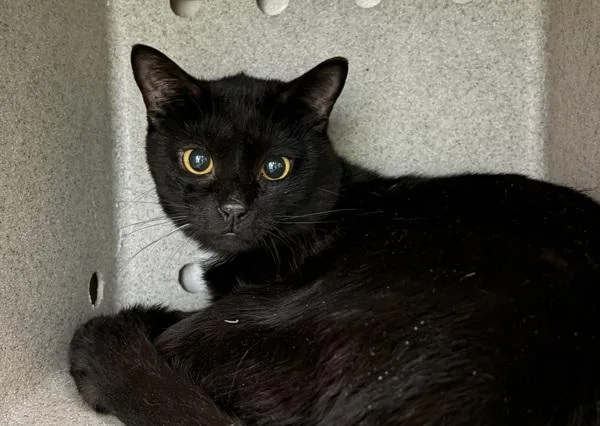 An adult medium-sized male Domestic Short Hair cat named Jupiter for adoption in Ridgewood, NY