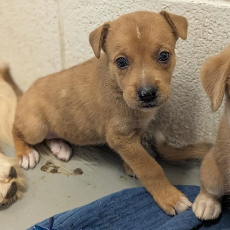 A baby medium-sized female Husky dog named Meadow for adoption in Fredericksburg, TX