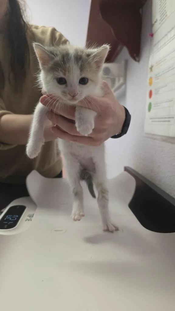 A baby small-sized female Domestic Short Hair cat named Elephant for adoption in New Braunfels, TX