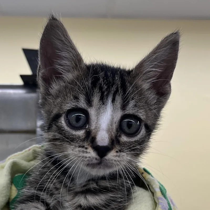 A baby small-sized female Brown / Chocolate Domestic Short Hair cat named Periwinkle for adoption in West Palm Beach, FL