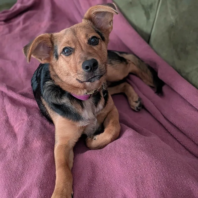 A young medium-sized female Bicolor Australian Cattle Dog / Blue Heeler dog named Wren for adoption in Lexington, KY
