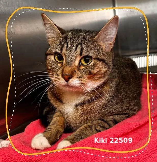 A baby medium-sized female Tabby (Brown / Chocolate) Domestic Short Hair cat named Kiki for adoption in Marietta, GA