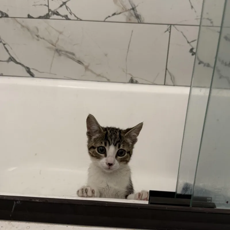 A baby medium-sized male Tabby (Brown / Chocolate) Domestic Short Hair cat named Stormo for adoption in Fresno, CA