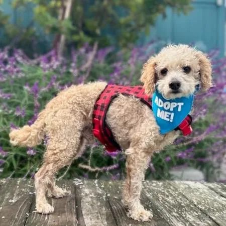 A senior small-sized male Apricot / Beige Standard Poodle dog named Miko for adoption in Pacific Grove, CA