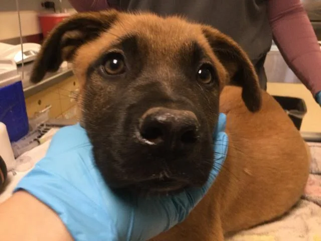 A baby small-sized female Mastiff dog named Peach for adoption in Riverside, CA