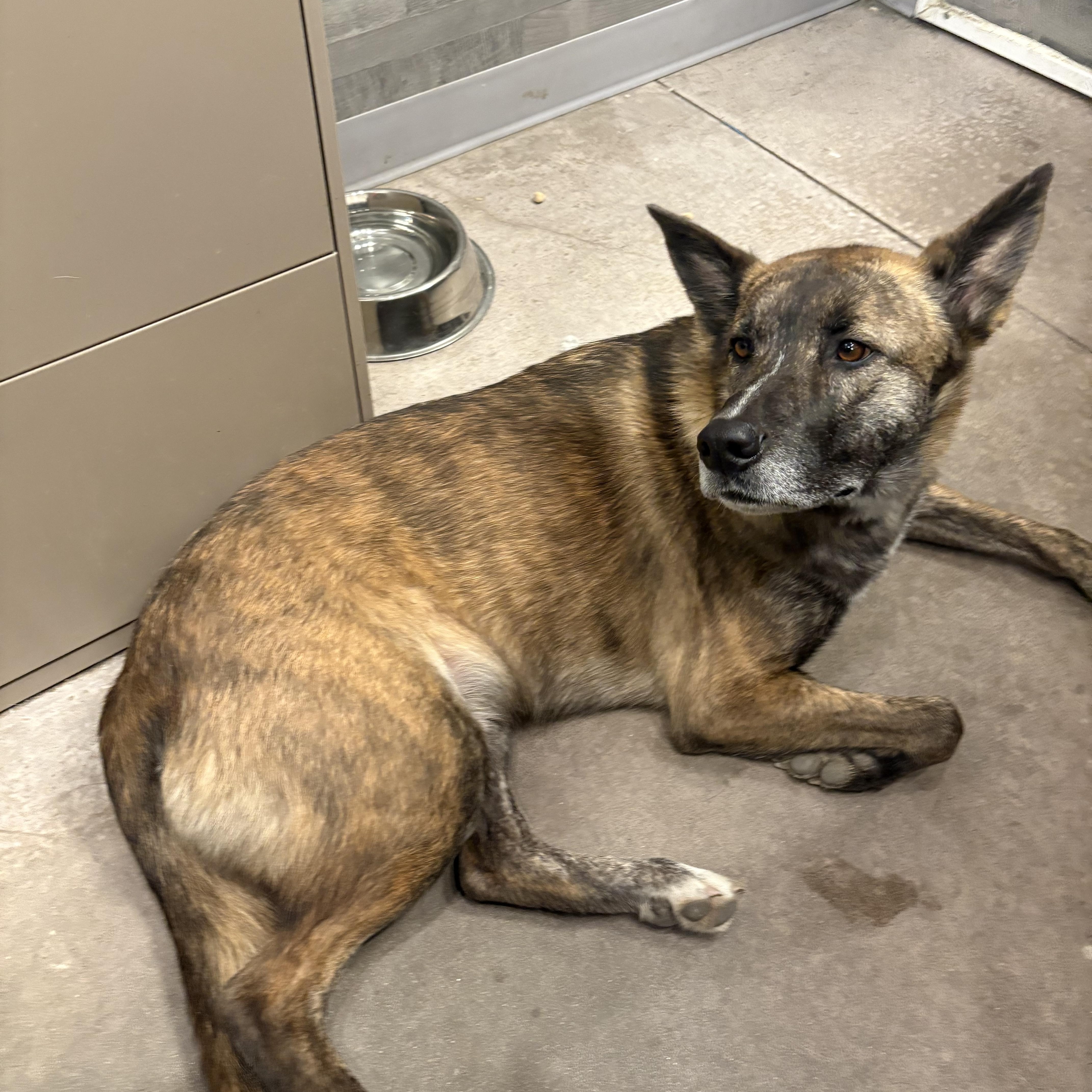 An adult large-sized male Brindle Belgian Shepherd / Malinois dog named Ty for adoption in Buena Vista, CO