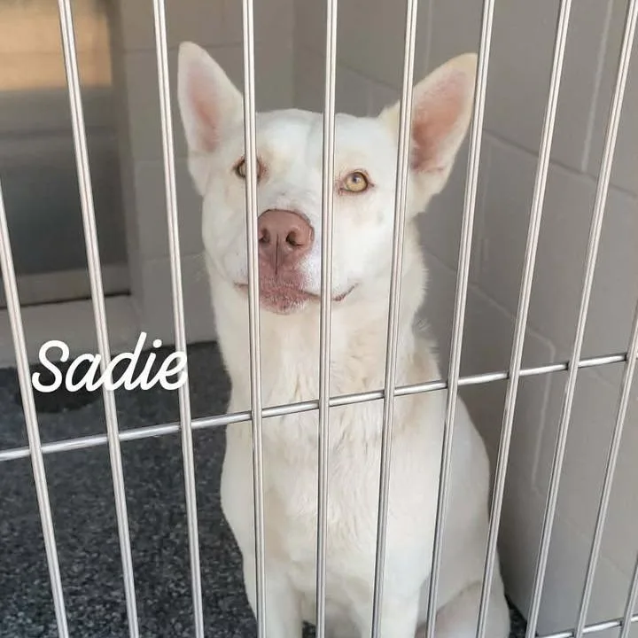 Sadie