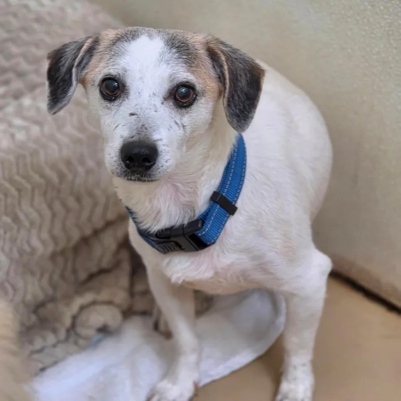 An adult small-sized male White / Cream Dachshund dog named Rory Costa Mesa Location for adoption in Chino Hills, CA