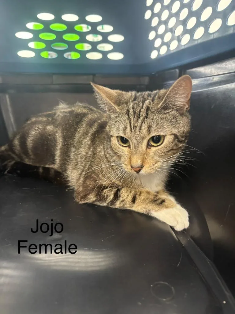 Jojo