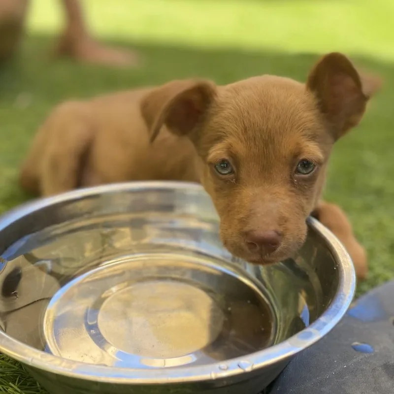 A baby medium-sized female Brown / Chocolate Cattle Dog dog named Brie for adoption in Escondido, CA
