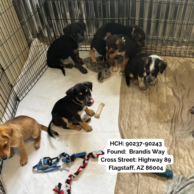 A baby small-sized male Black Shepherd dog named Squidward for adoption in Flagstaff, AZ