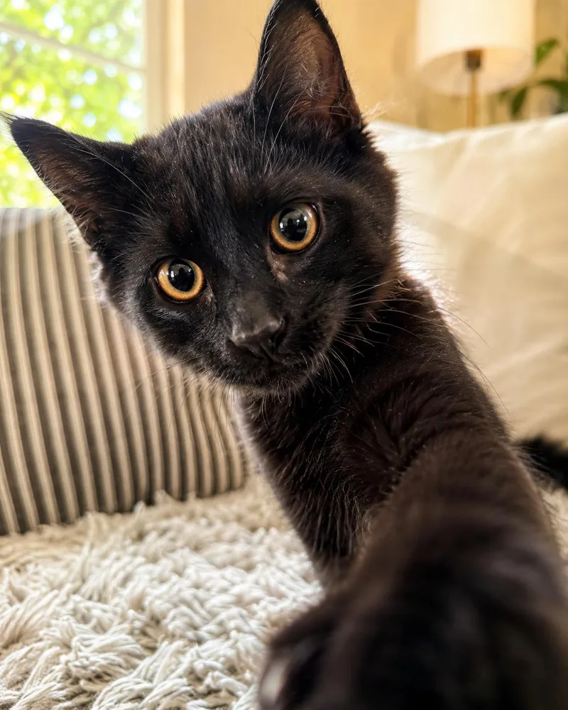 A baby large-sized male Black Domestic Long Hair cat named Briar Napa for adoption in Napa, CA