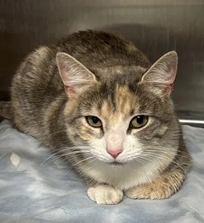 An adult medium-sized female Domestic Short Hair cat named Bianca for adoption in West Chester, PA