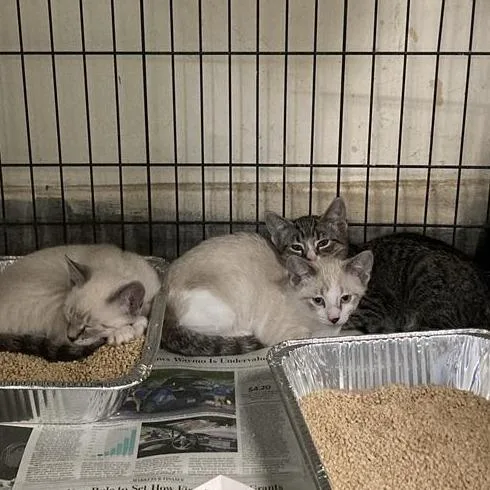 A baby small-sized female Brown / Chocolate Domestic Short Hair cat named Dani Cali for adoption in Hawthorne, CA