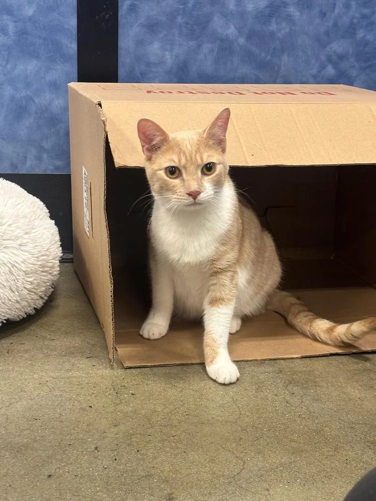 A young medium-sized male Orange & White Domestic Short Hair cat named Hansel for adoption in Pittstown, NJ