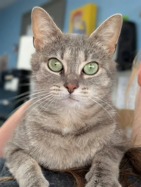 A young medium-sized female Domestic Short Hair cat named Jade for adoption in Canfield, OH