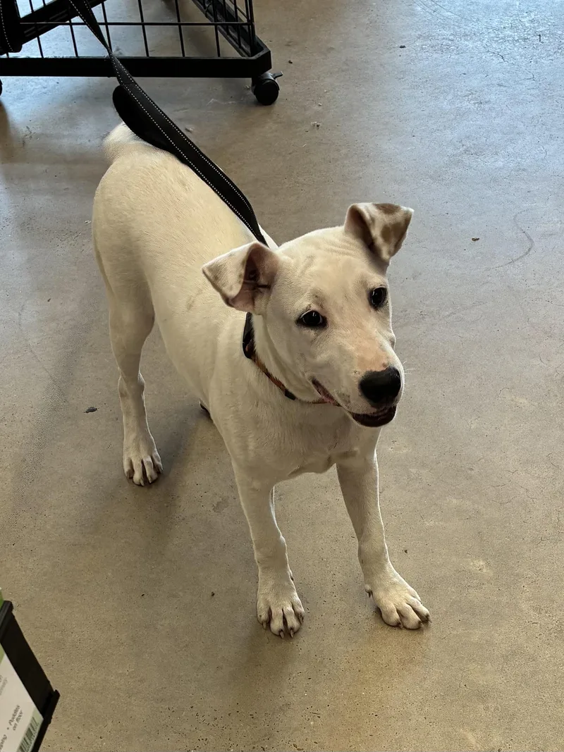 A young medium-sized male White / Cream Labrador Retriever dog named Wrigley for adoption in Alexandria, LA